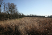 Tall Grass Prairie