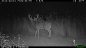 deer2 dec2011