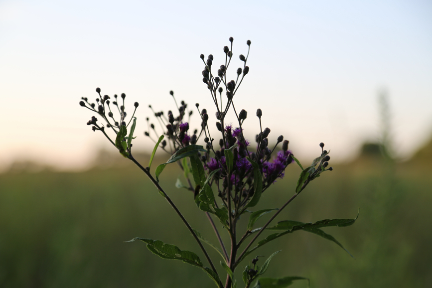 Full Size Image = 2039 K