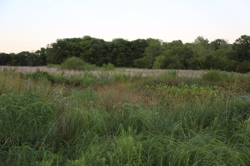 Full Size Image = 3844 K