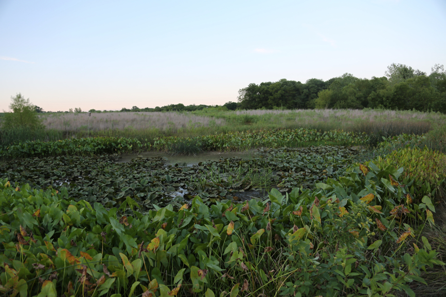 Full Size Image = 4087 K