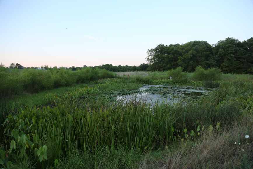 Full Size Image = 4246 K