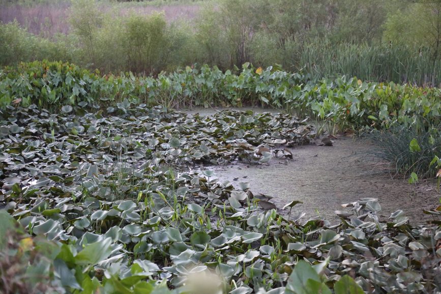 Full Size Image = 5309 K