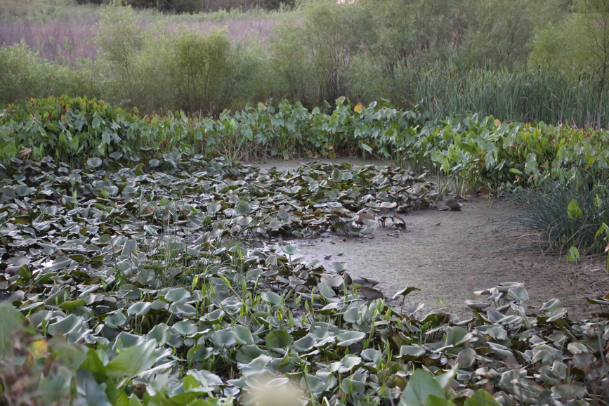 Full Size Image = 5394 K