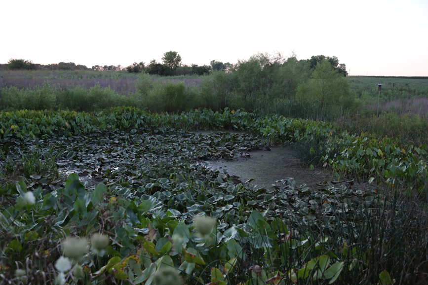 Full Size Image = 4058 K