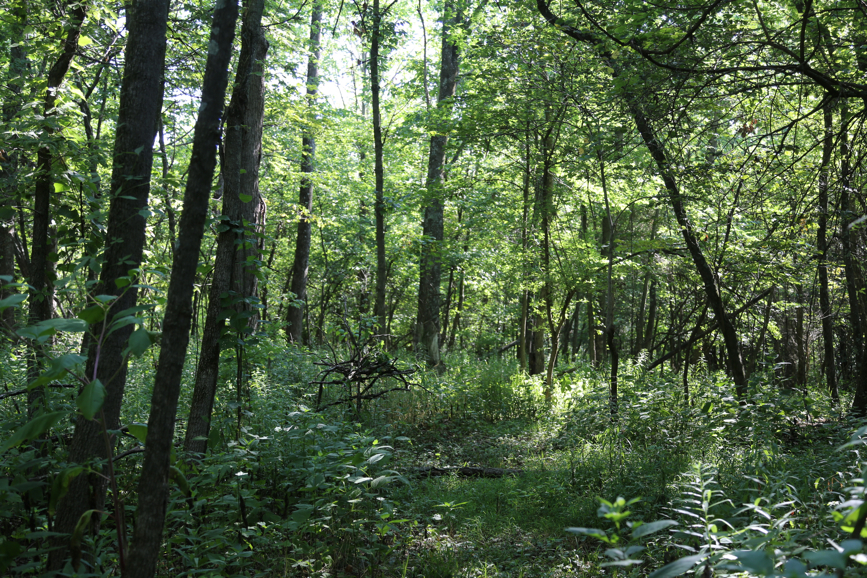 Full Size Image = 7904 K