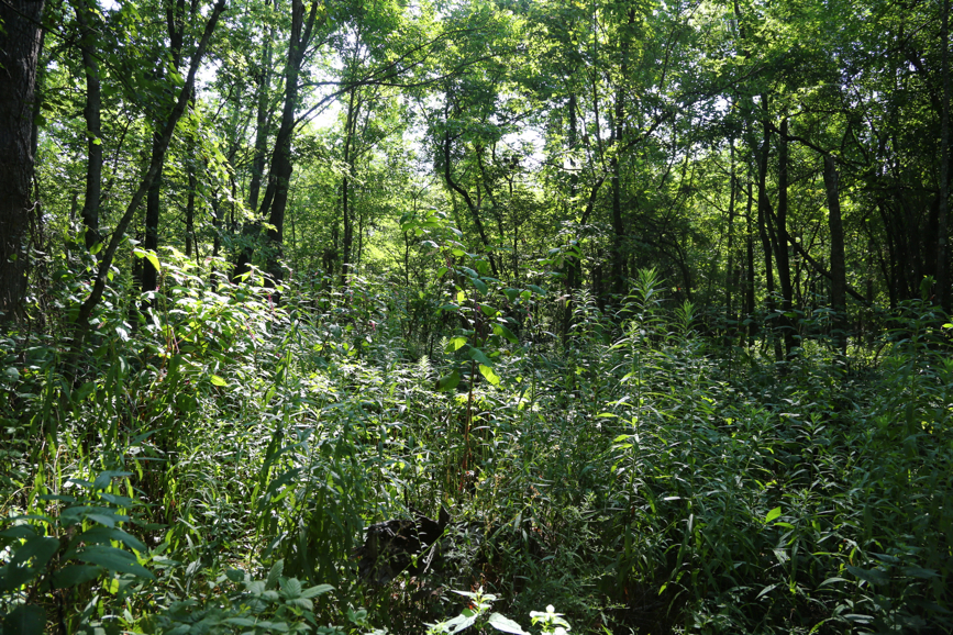 Full Size Image = 8707 K