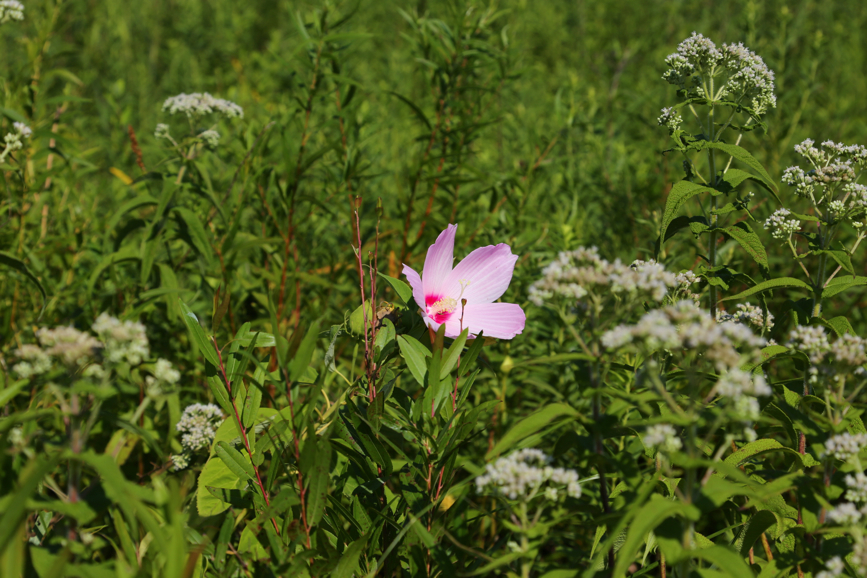 Full Size Image = 4101 K