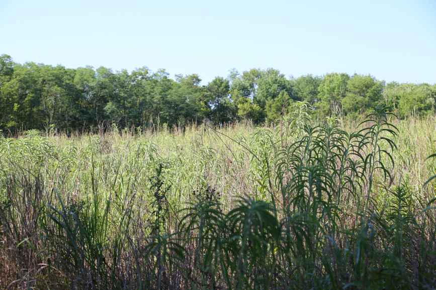 Full Size Image = 6058 K