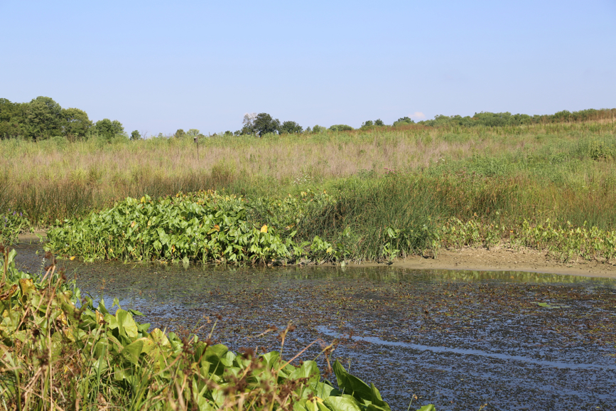 Full Size Image = 6499 K