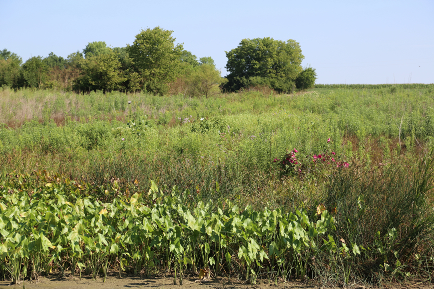 Full Size Image = 7029 K