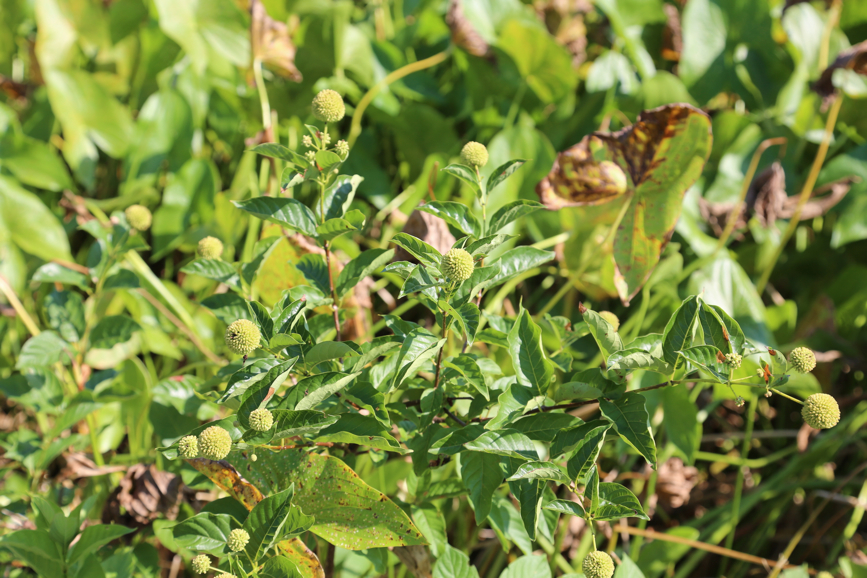 Full Size Image = 4108 K