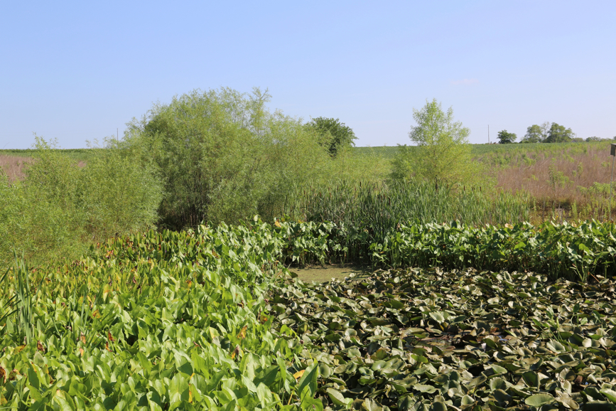 Full Size Image = 6452 K