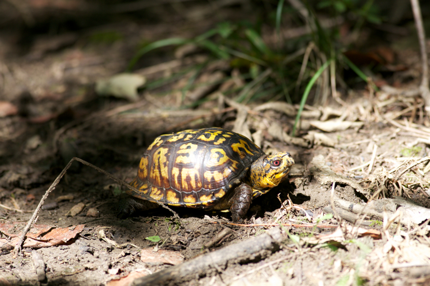 Full Size Image = 3707 K