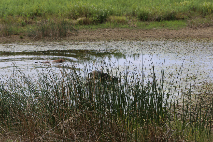 Full Size Image = 6004 K