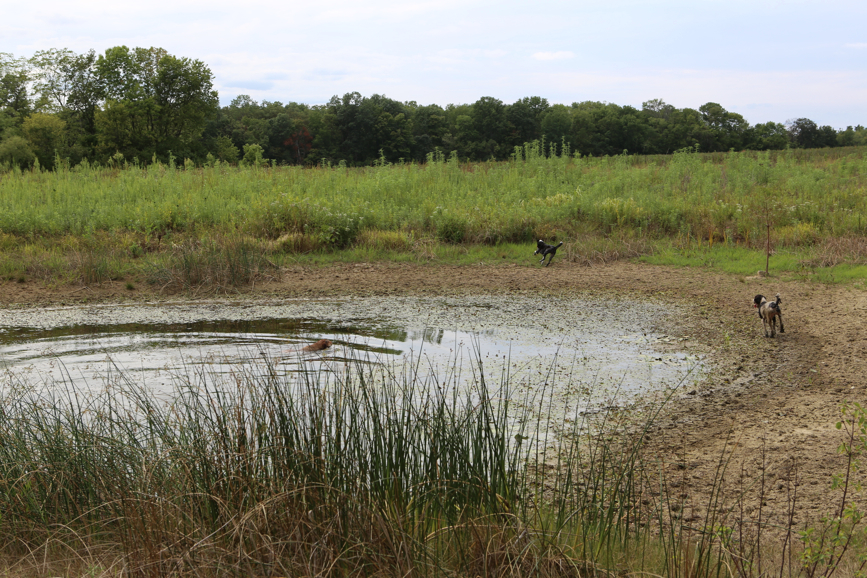 Full Size Image = 6662 K