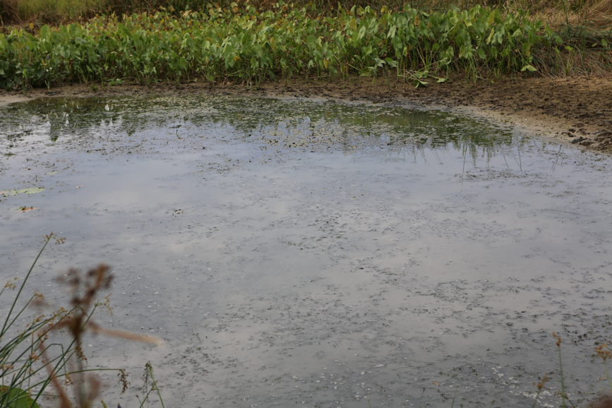 Full Size Image = 4573 K