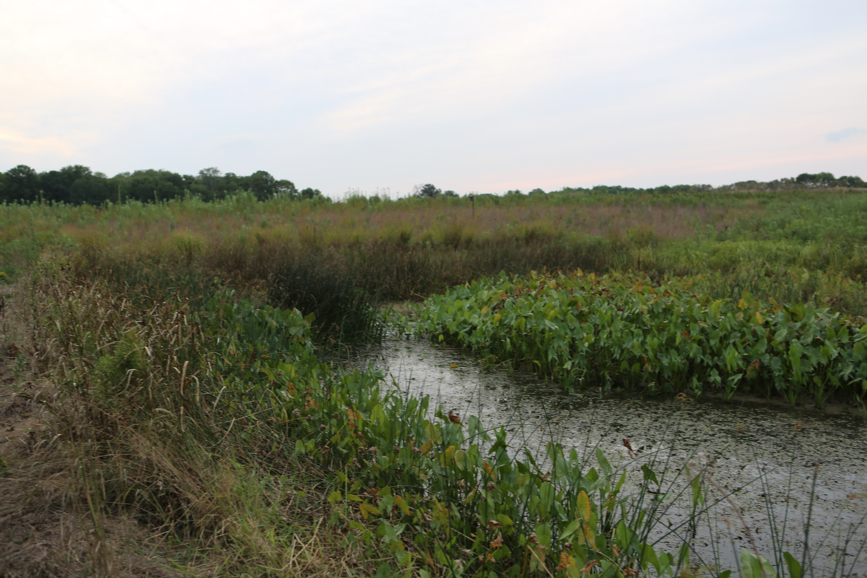 Full Size Image = 3663 K