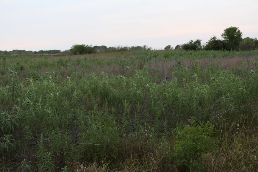 Full Size Image = 4634 K