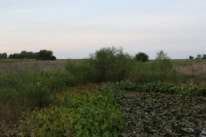 Full Size Image = 4234 K