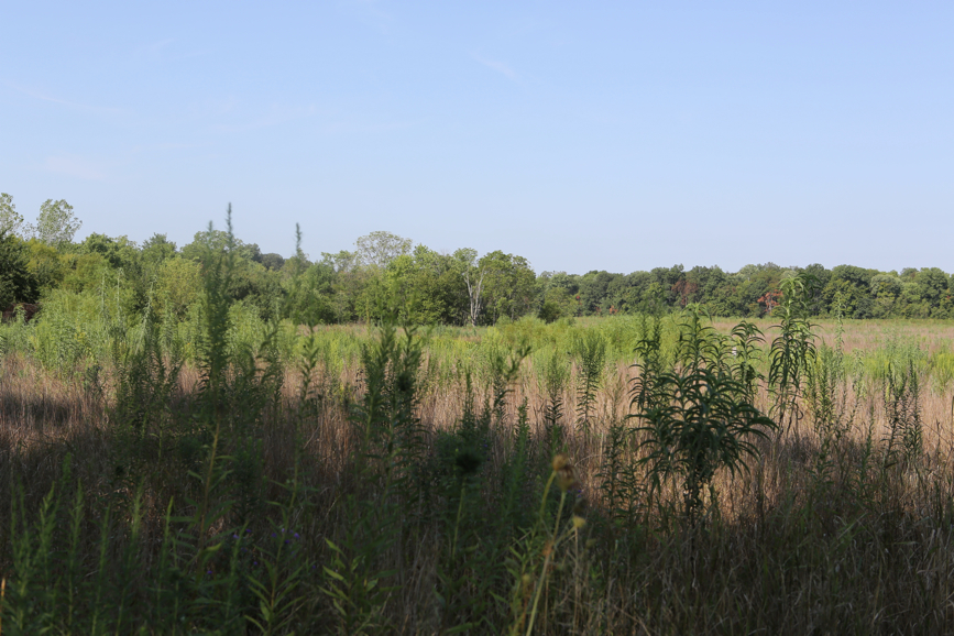 Full Size Image = 4625 K