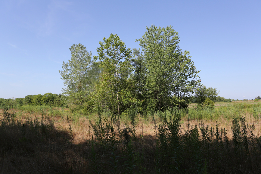 Full Size Image = 5726 K