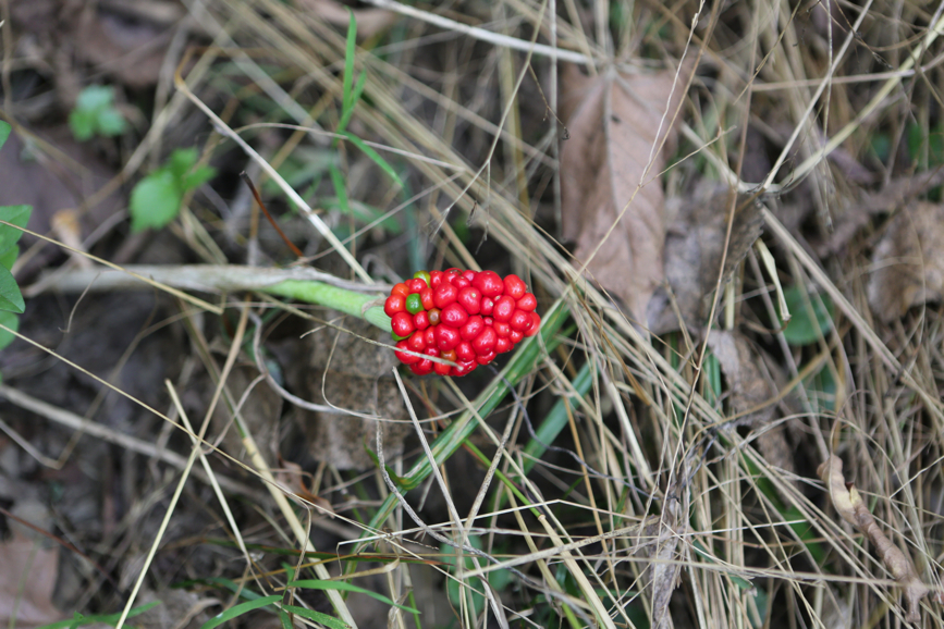 Full Size Image = 4435 K