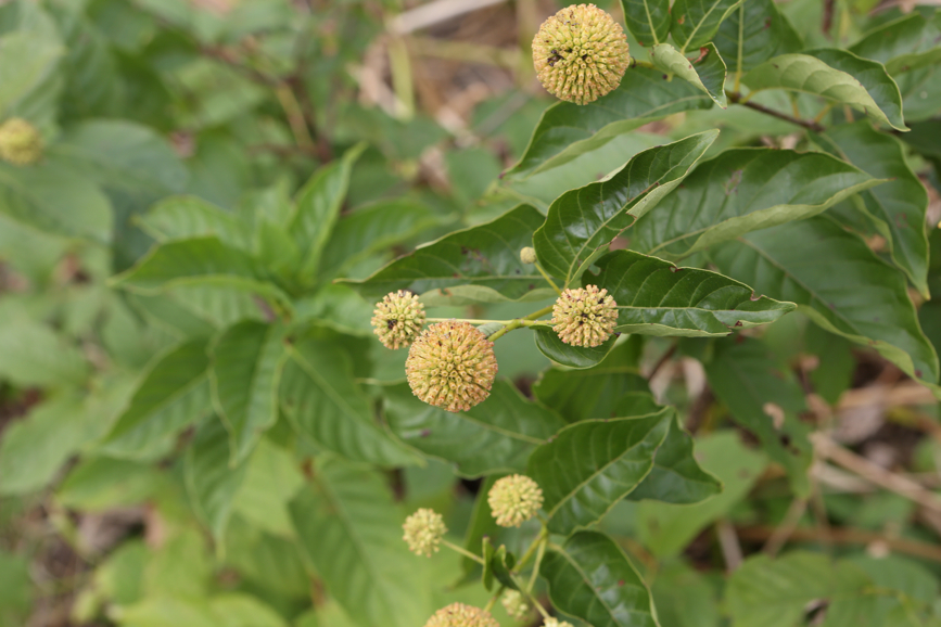 Full Size Image = 3161 K