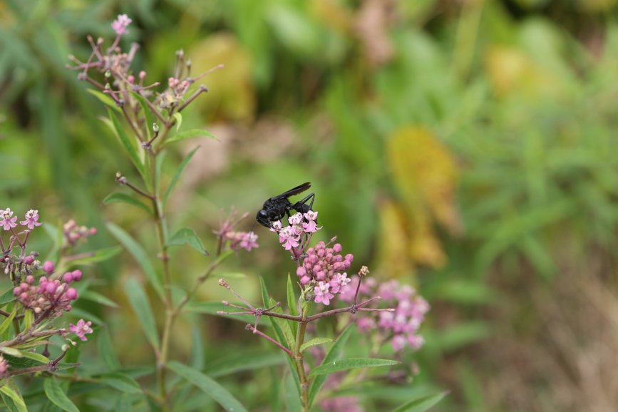 Full Size Image = 2957 K