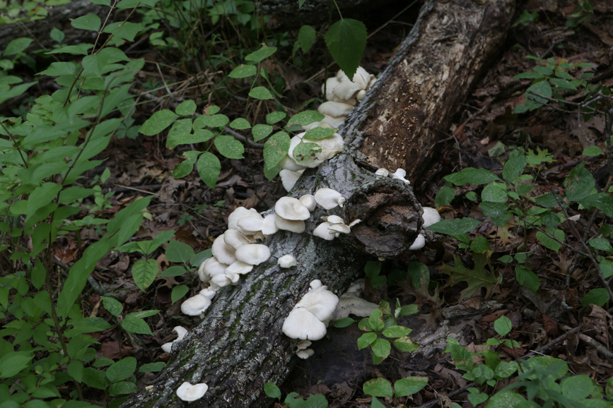 Full Size Image = 4574 K