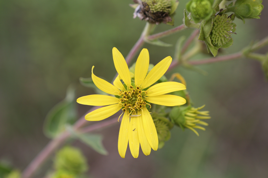 Full Size Image = 3457 K