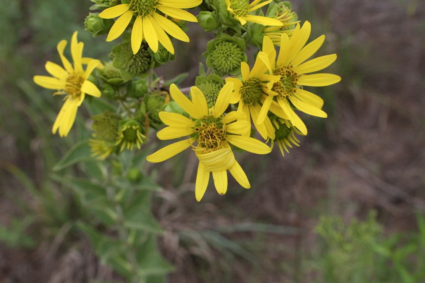 Full Size Image = 4117 K