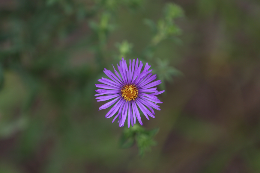 Full Size Image = 2535 K