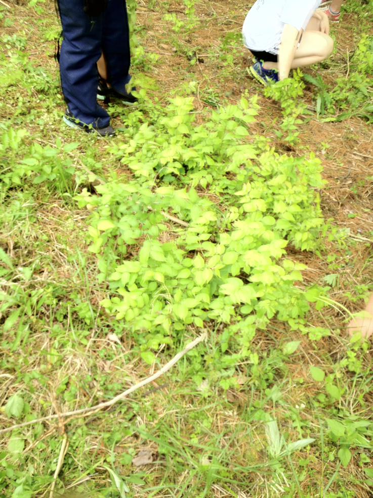 Full Size Image = 7773 K