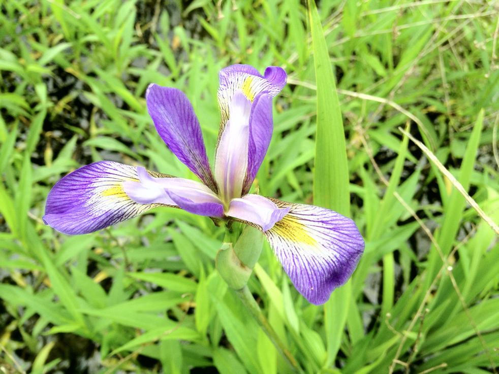 Full Size Image = 6642 K