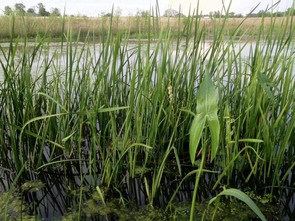 Full Size Image = 6865 K