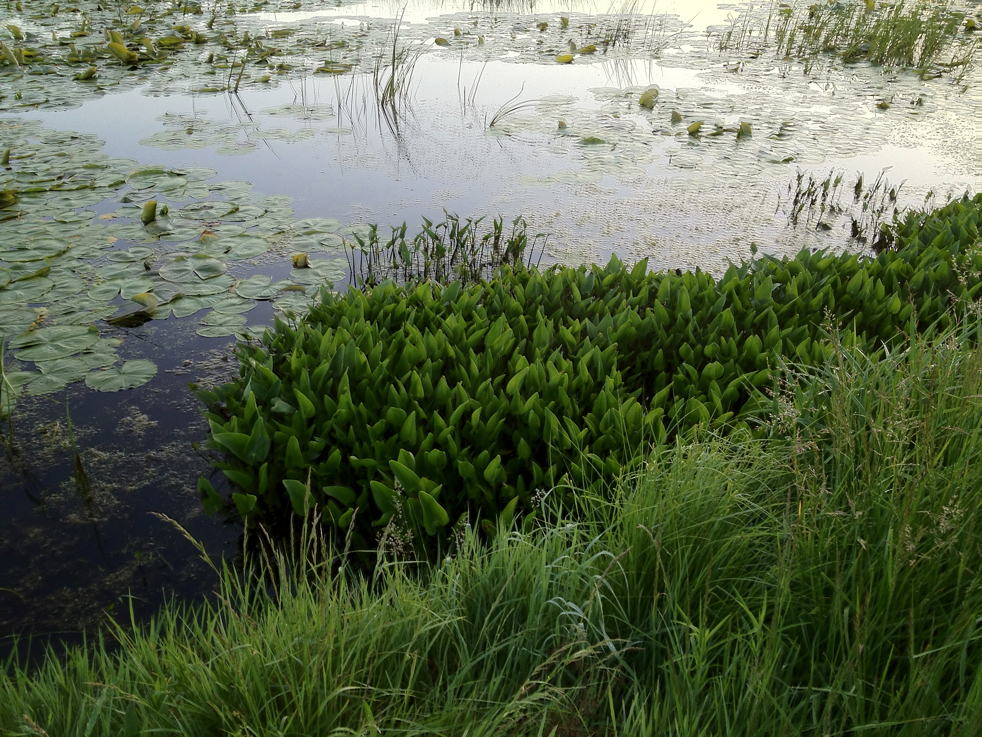 Full Size Image = 7473 K