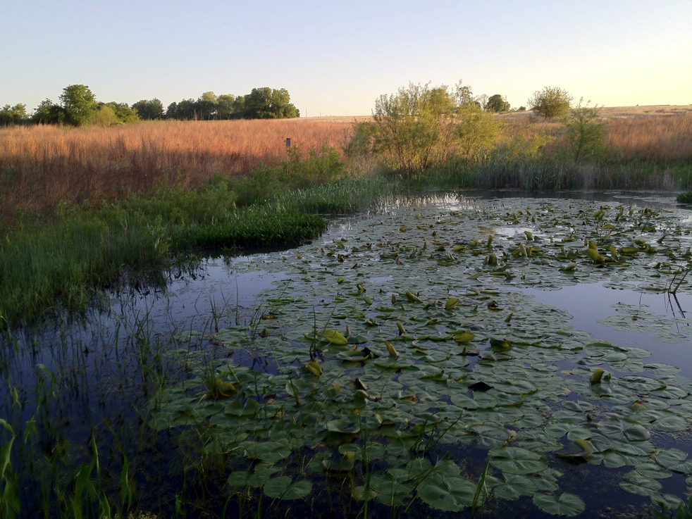 Full Size Image = 6030 K