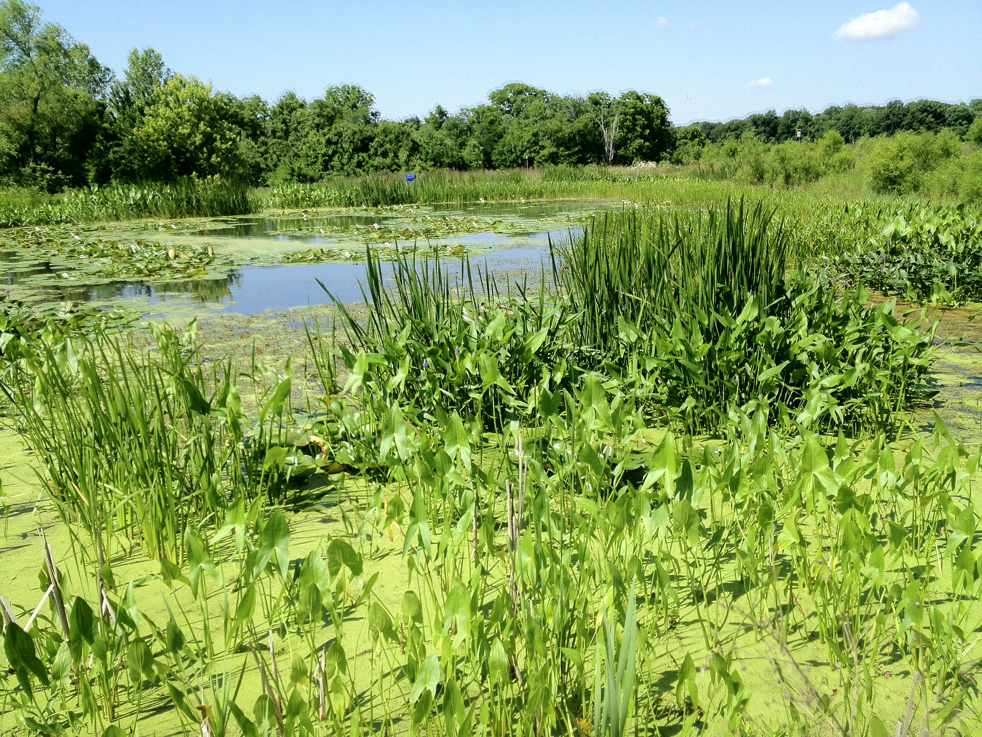 Full Size Image = 9891 K