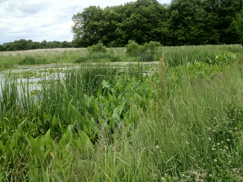 Full Size Image = 8958 K