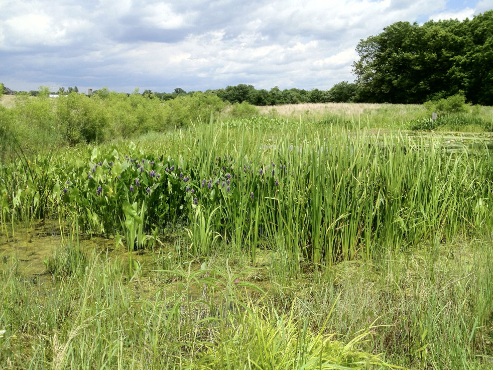 Full Size Image = 10046 K