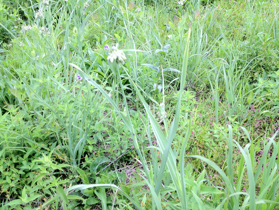 Full Size Image = 9882 K