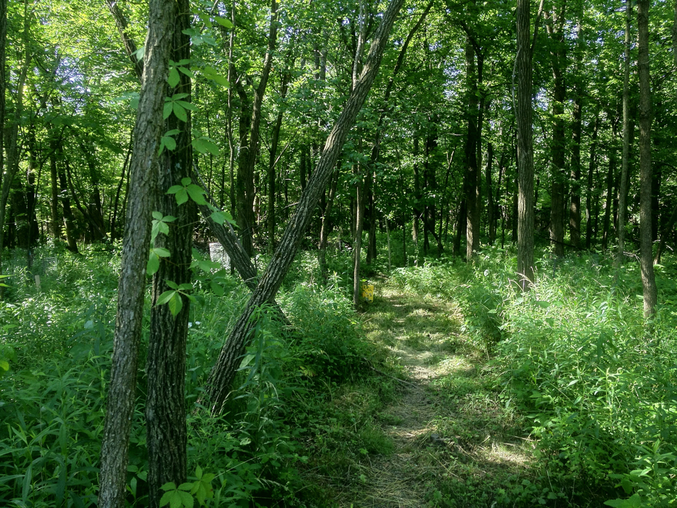 Full Size Image = 10426 K