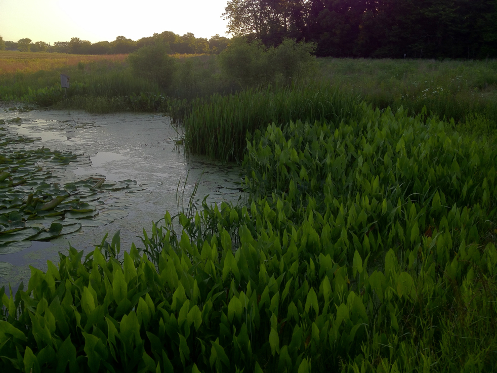 Full Size Image = 5538 K