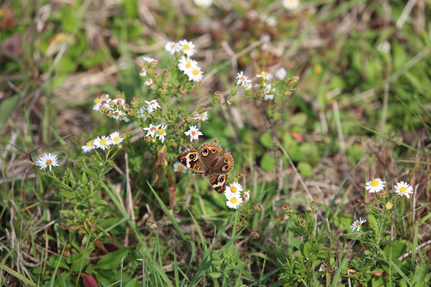 Full Size Image = 999 K