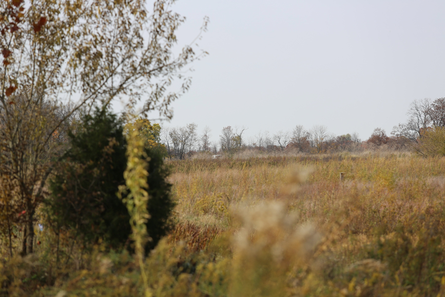 Full Size Image = 1006 K