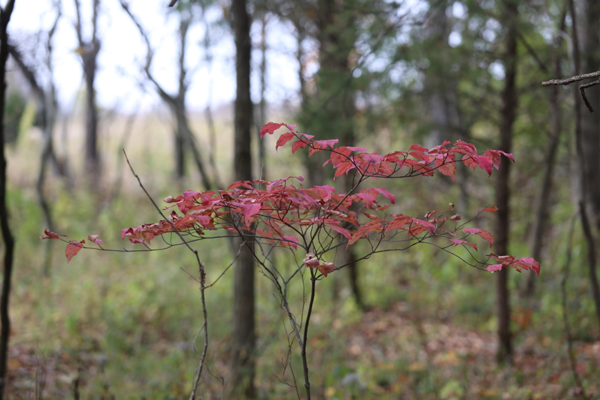 Full Size Image = 773 K