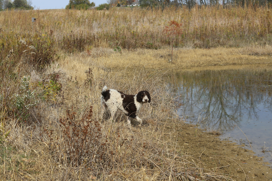 Full Size Image = 2341 K