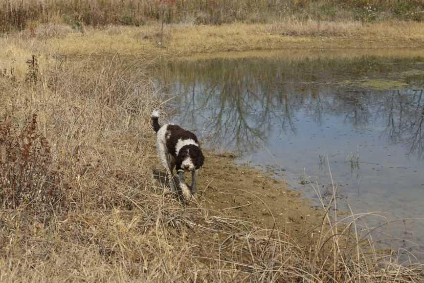 Full Size Image = 2046 K