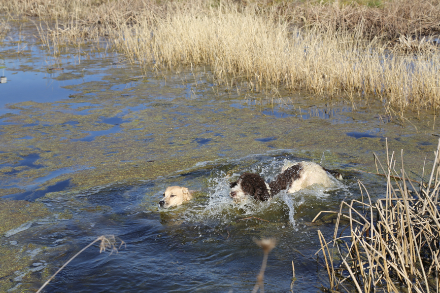 Full Size Image = 1874 K